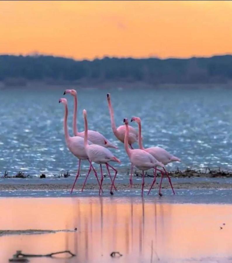 Le Soupir Des Palmiers. Ideal Couple, Piscine, Mer Ла-Гранд-Мот Экстерьер фото